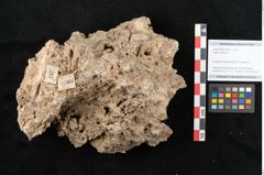 Foto (Objekt + Etikett) von Fagus silvatica L. (NHMW-GEO-2024-0188-11364)